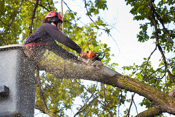 Tree Service Company in St Andrews, SC